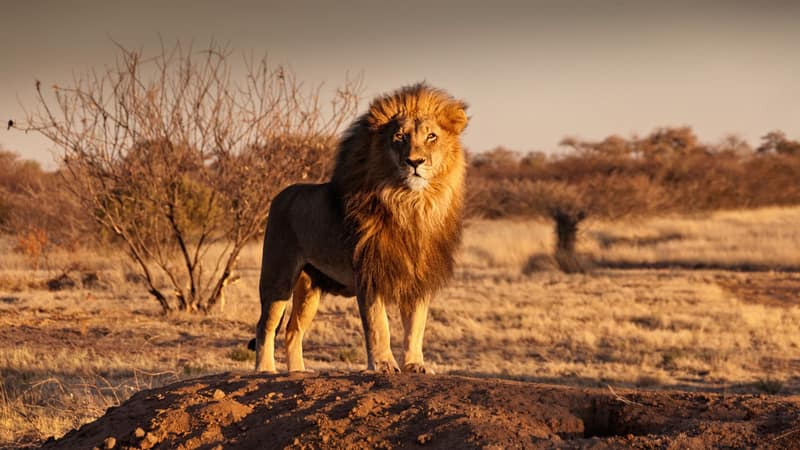 África do Sul